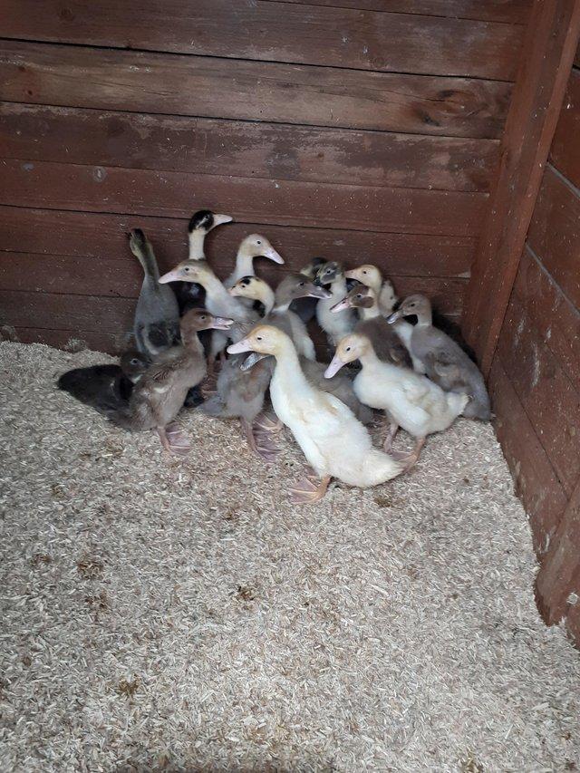 Preview of the first image of Indian runner Ducklings 4 wks old ish.