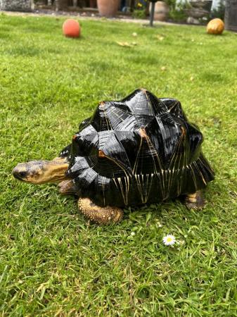 Image 4 of Radiated tortoise 5 years old