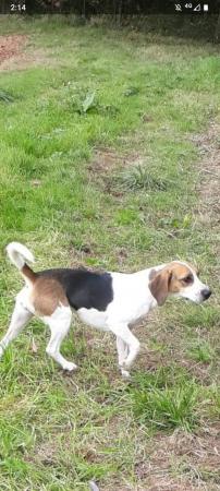 Image 4 of 3 year old micro chipped female beagle
