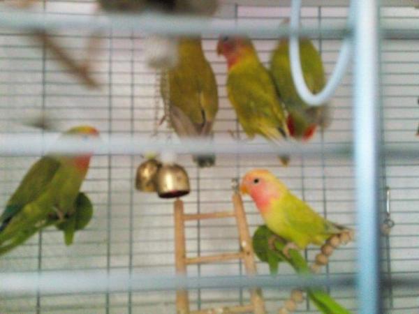 Image 8 of Gorgeous Green young Peachface Lovebirds