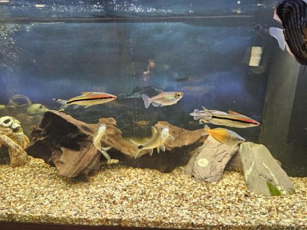 Image 1 of Tropical fish time full set up