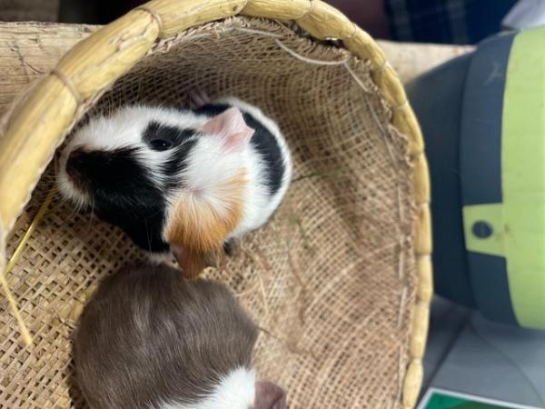 Image 4 of California cross Guinea Pig Pups for rehoming