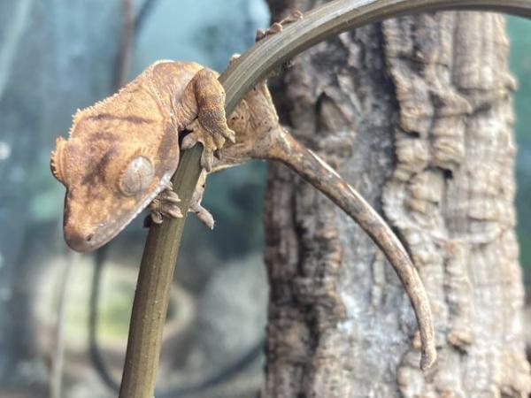 Image 4 of Unsexed juvenile crested gecko