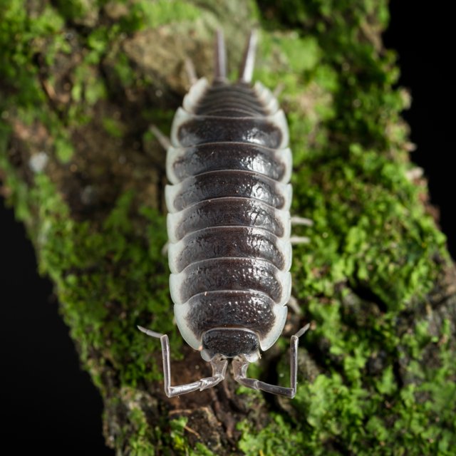 Porcellio Hoffmannseggi Titan 
