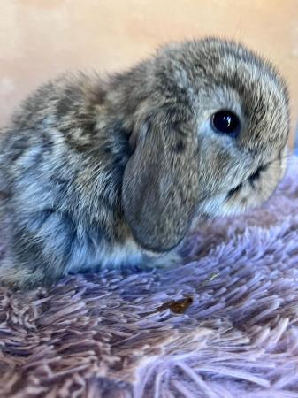 Image 5 of Baby Purebreed Mini Lops For Sale