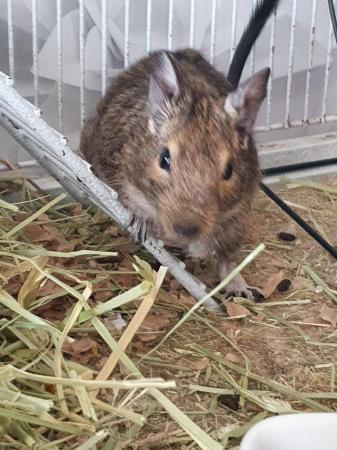 Image 8 of 2 Male Degus with Complete Set Up For Sale