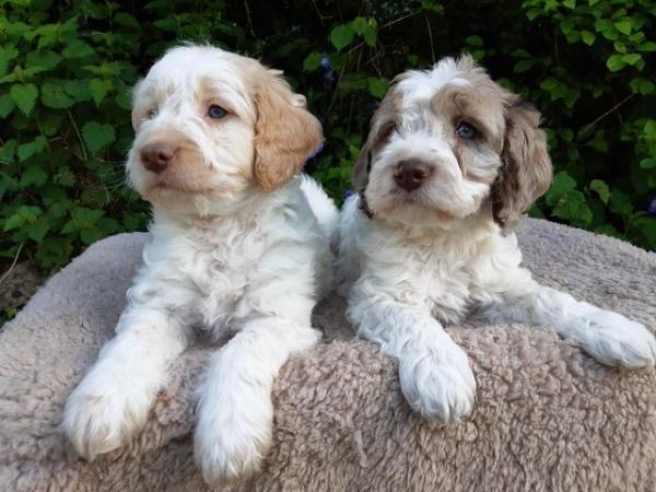 Image 11 of COCKAPOO PUPPIES TOP QUALITY.