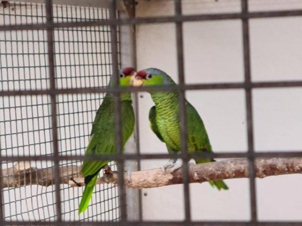 Image 8 of Male & Female Lilac Crowned Amazon Parrots For Sale