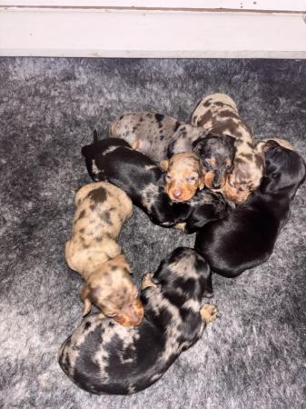Image 8 of KC Registered Miniature Dachshund puppies.