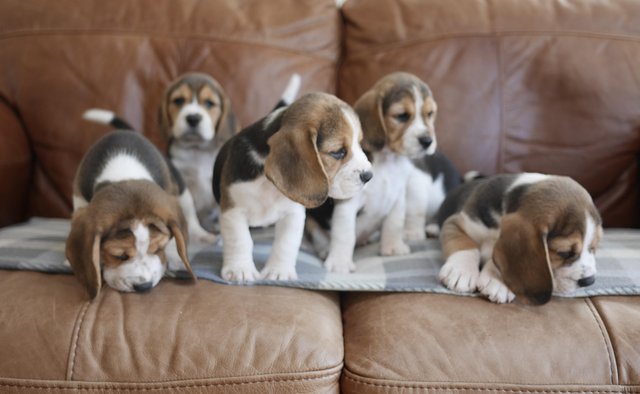 Image 8 of Beautiful Health Tested Beagle Puppies