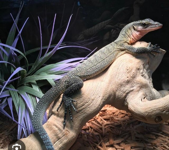 Preview of the first image of Wanted . Peach throat monitor ( varanus jobienis.