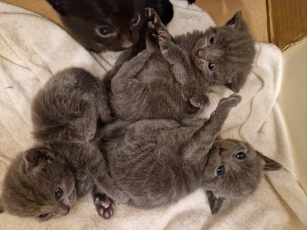 Image 3 of Russian blue Cross kittens