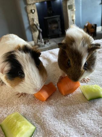 Image 2 of Lovely female guinea pigs looking for a forever home