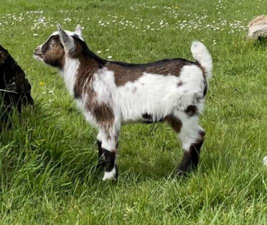 Image 3 of 2 gorgeous Pygmy goat kids