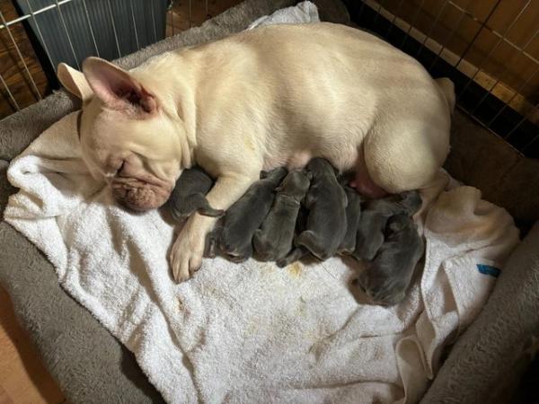 Image 8 of French Bulldog Puppies KC Registered