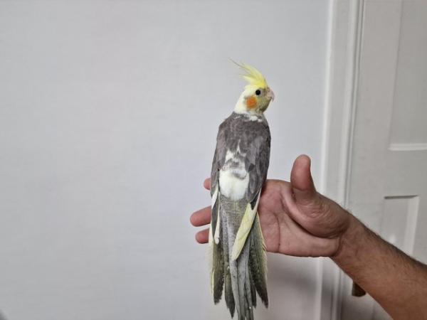 Image 7 of Super hand tamed cockatiel for sale