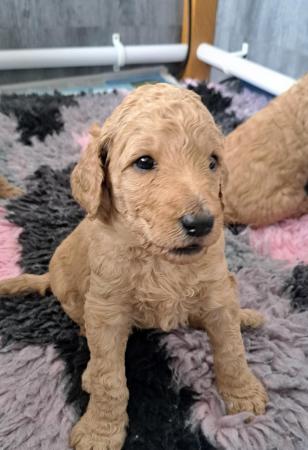 Image 11 of Standard poodle puppies
