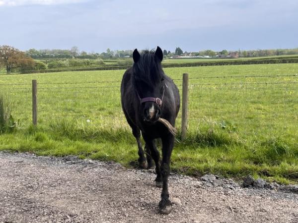 Image 5 of Fabulous child's lead rein/potential first ridden pony