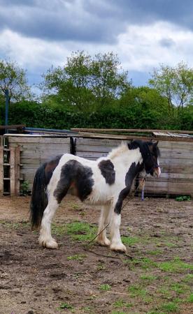 Image 3 of Stunning traditional cob colt foal for sale