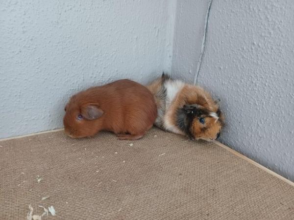 Image 1 of Baby guinea-pigs (Abyssinian and Teddy's)