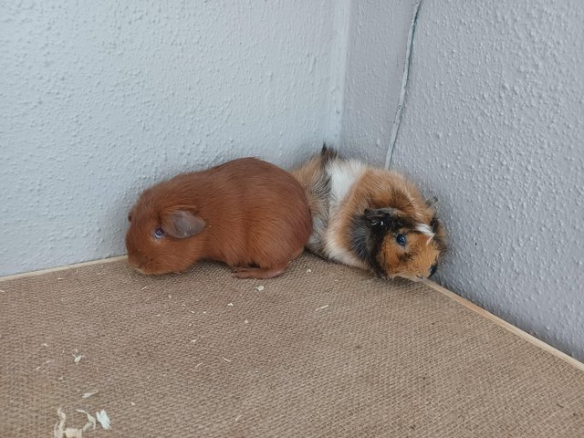 Preview of the first image of Baby guinea-pigs (Abyssinian and Teddy's).