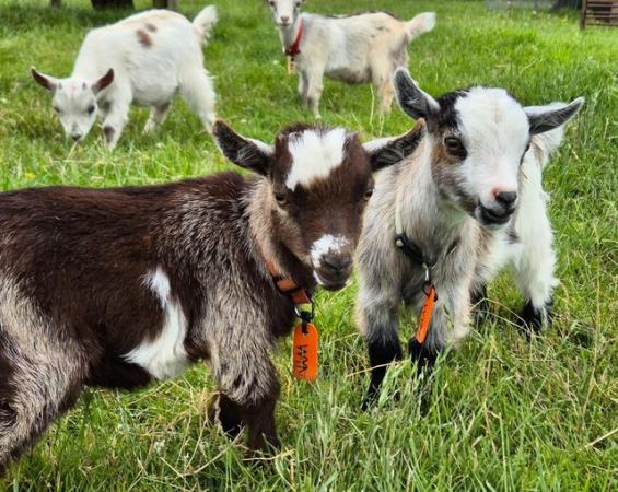 Image 1 of Trio of Pygmy goats available for reservation