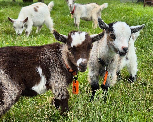 Preview of the first image of Trio of Pygmy goats available for reservation.