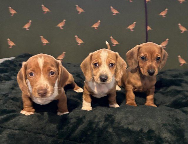 Preview of the first image of Three beautiful dachshund puppies.