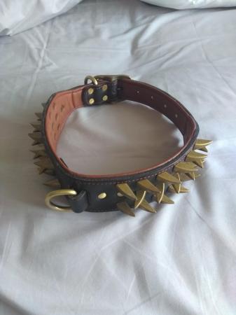 Image 4 of Dog collar with brass studs