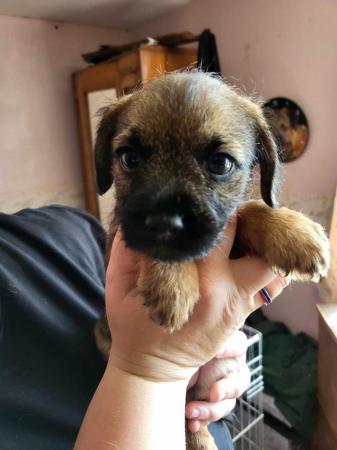 Image 16 of READY TO LEAVE KC registered Border Terrier Puppies