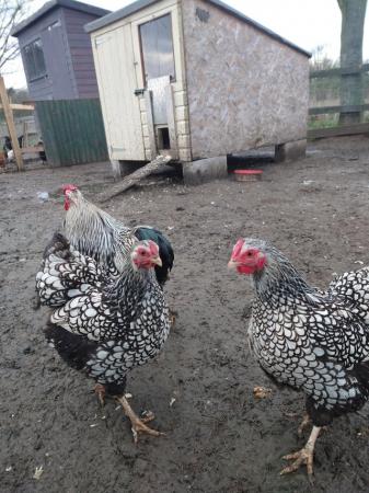 Image 2 of Hens - Silver laced and Gold Partridge Wyandotte bantams