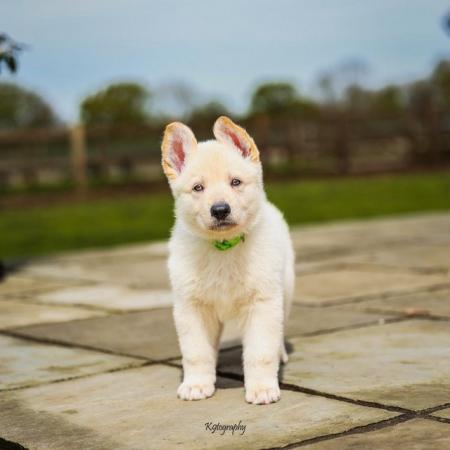 Image 15 of White GSD Puppies for sale