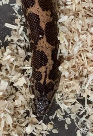 Image 4 of 2 year old male Sand Boa.