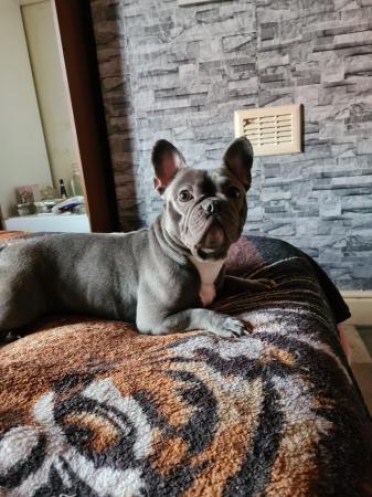 Image 5 of Female French bulldog for sale