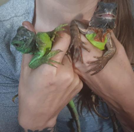 Image 6 of Unwanted Reptiles&Animal Rescues