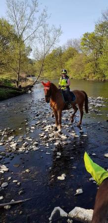 Image 24 of 17hh Irish sports horse gelding for part-loan