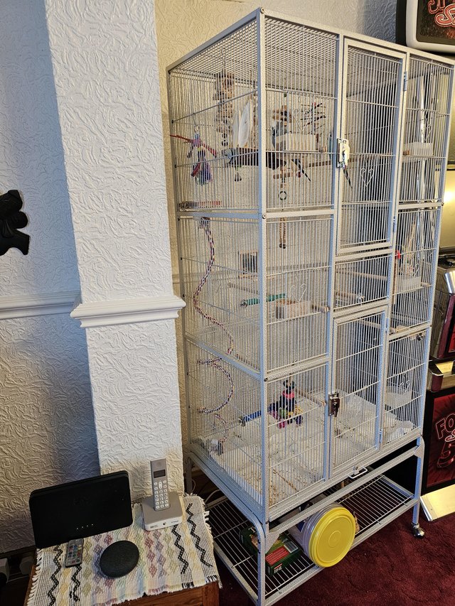 Preview of the first image of 2 budgies and large cage.