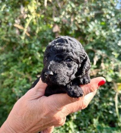 Image 14 of Standard black and white poodle puppies