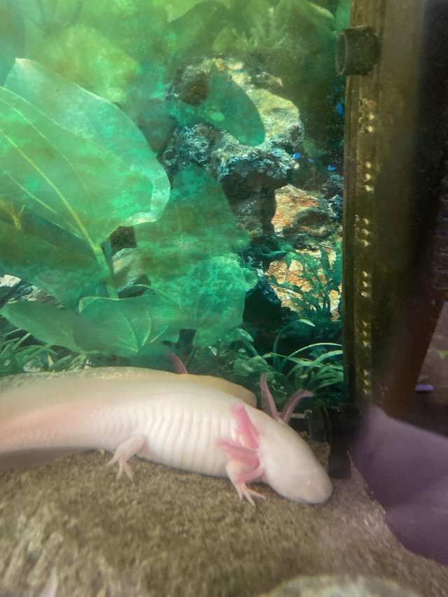 Preview of the first image of 4 axoloti, 2 albino, tank and set up.