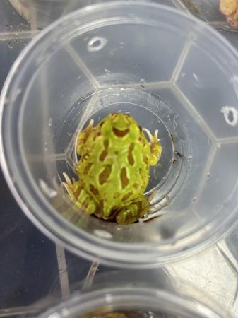 Image 2 of Green + Albino Horned Frogs