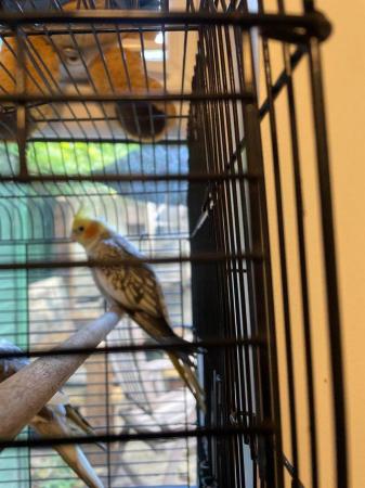 Image 3 of Cockatiels/ males £45.each with cage.