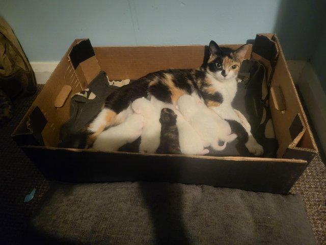 Preview of the first image of Litter of 6 kittens, 5 white 1 tortoise shell.