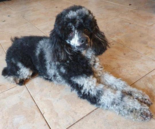 Image 1 of MERLE BLACK & SILVER TOY POODLE FOR STUD ONLY!DNA HEALTH