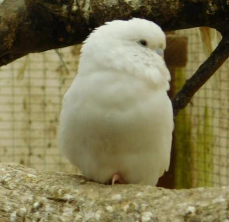 Image 14 of Budgies For Sale. Ideal Pets (Friendly) + Suit for Aviaries