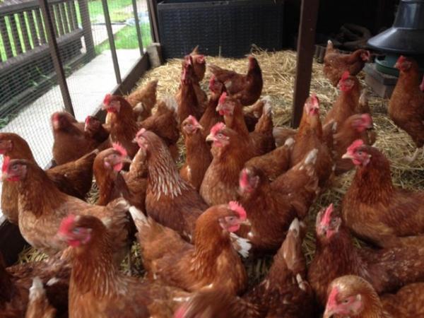 Image 3 of Fully vaccinated hybrid hens