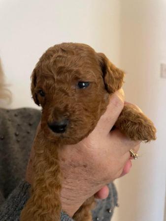 Cavapoochon toy puppies for sale - Image 4 of 12
