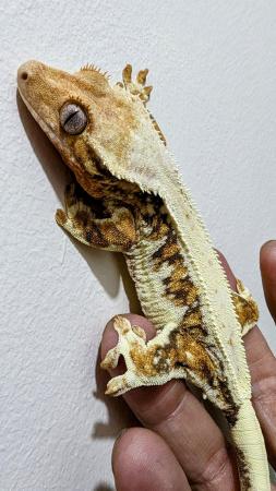 Image 8 of 2022 Female Lilly White Blue Eyes Crested Gecko 44g
