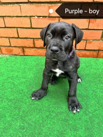 Image 1 of Cane Corso pups from multi champ bloodline