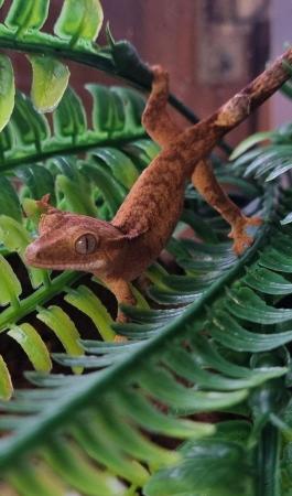 Image 31 of Beautiful Crested Geckos!!! (ONLY 1 LEFT)