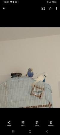 Image 3 of Budgies for sale 5 adults also baby's message for cost